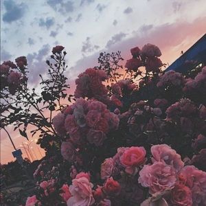 another trade for lauren <3